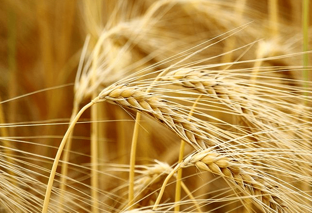 精釀<a href=http://www.phpaspjc.cn/ target=_blank class=infotextkey>啤酒設(shè)備</a>,啤酒廠設(shè)備,開辦啤酒廠,麥芽